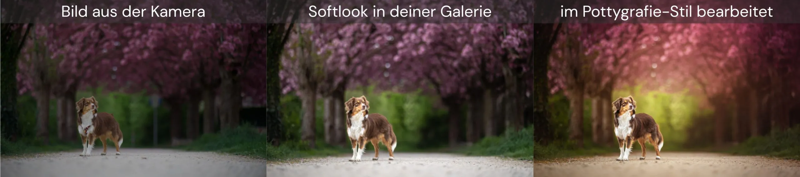 Hund in der Kirschblüte als Bildbearbeitungsvergleich